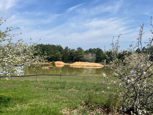 Pond | Image 21