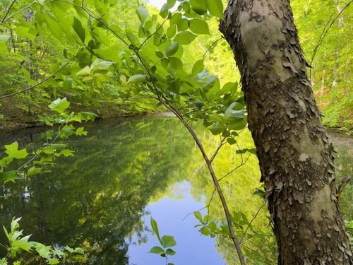 1070 Leatherwood Rd, White Bluff, TN, 37187 | Card Image