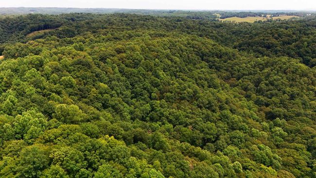 9999 Chestnut Hills Rd, Home with 0 bedrooms, 0 bathrooms and null parking in Burkesville KY | Image 7