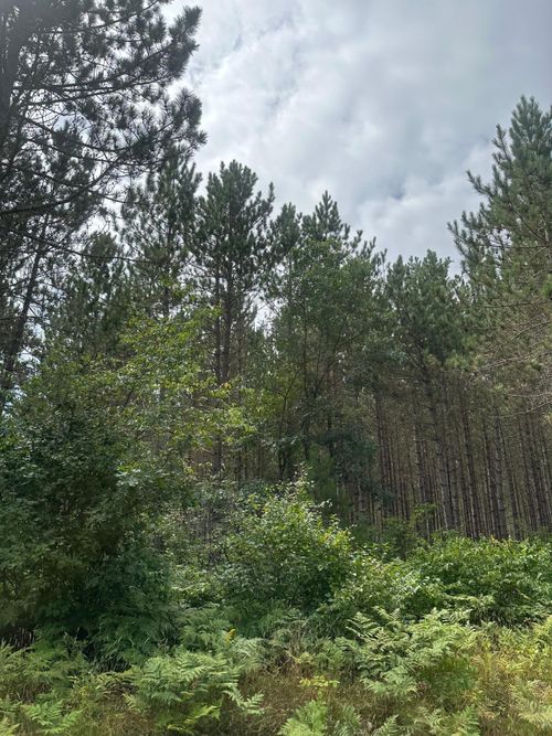 lot-1-ON Lee Rd, Tomahawk, WI, 54487 | Card Image