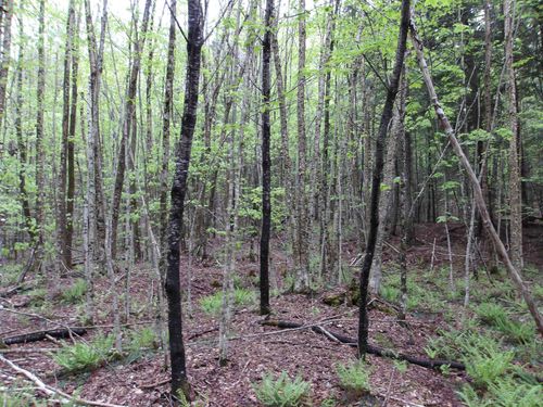 4 & 5 Forest Lane, Lyndon, VT, 05851 | Card Image