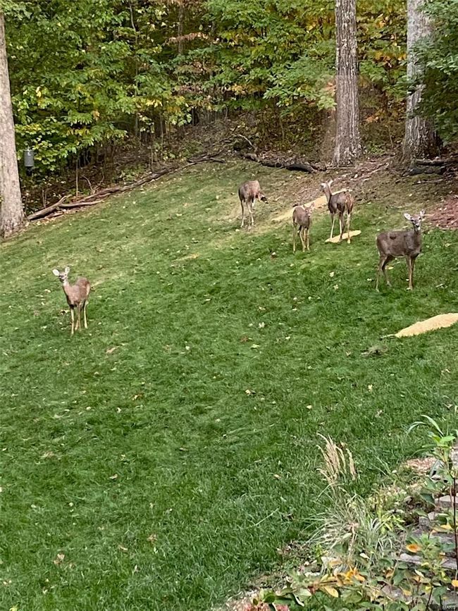 Woodland friends in yard. | Image 34