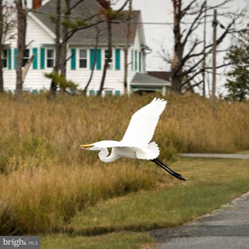 1606 Steamboat Wharf Rd, FISHING CREEK, MD, 21634-1540 | Card Image
