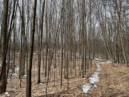 TBD 19.5 A Cermak, Pleasanton Township, MI, 49614 | Card Image