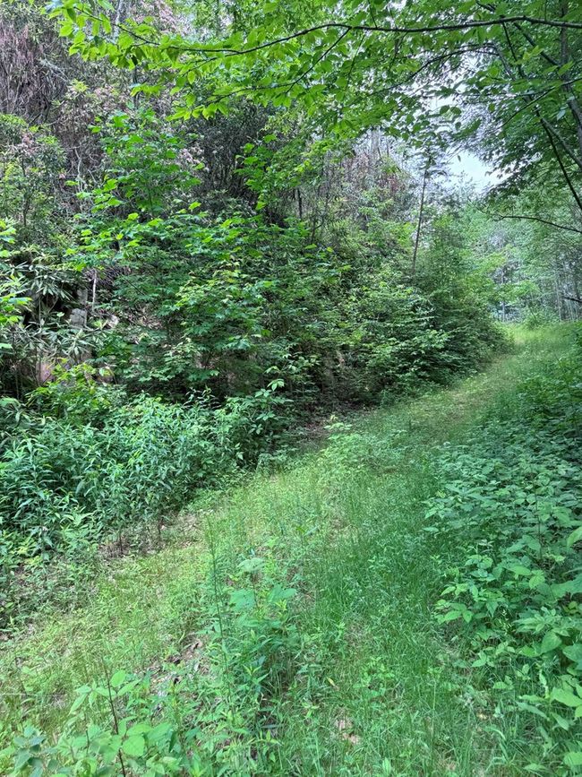 88 acres Bolden Branch Rd, Home with 0 bedrooms, 0 bathrooms and null parking in Andrews NC | Image 20