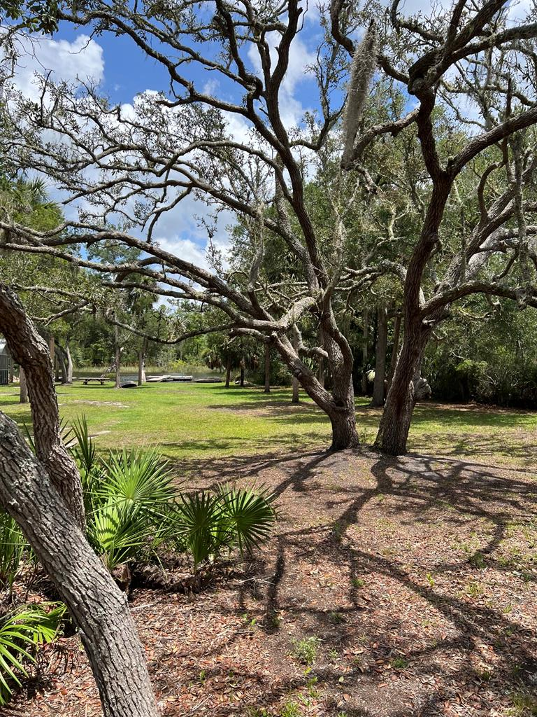 Land in Steinhatchee 5