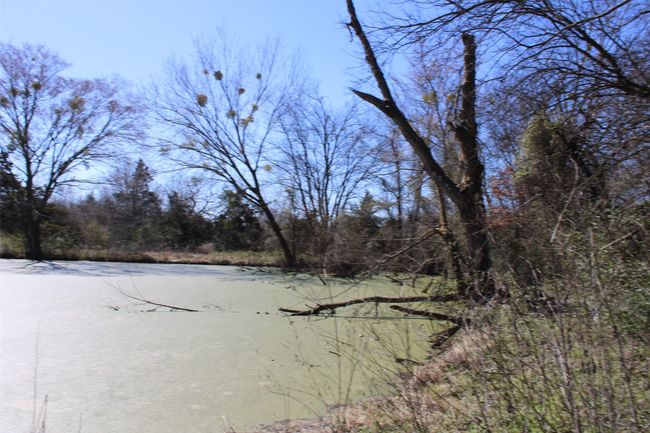 LOTS OF TURTLES PRESENT | Image 8