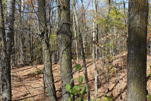 TBD Woods Rd, Isle, MN, 56342 | Card Image