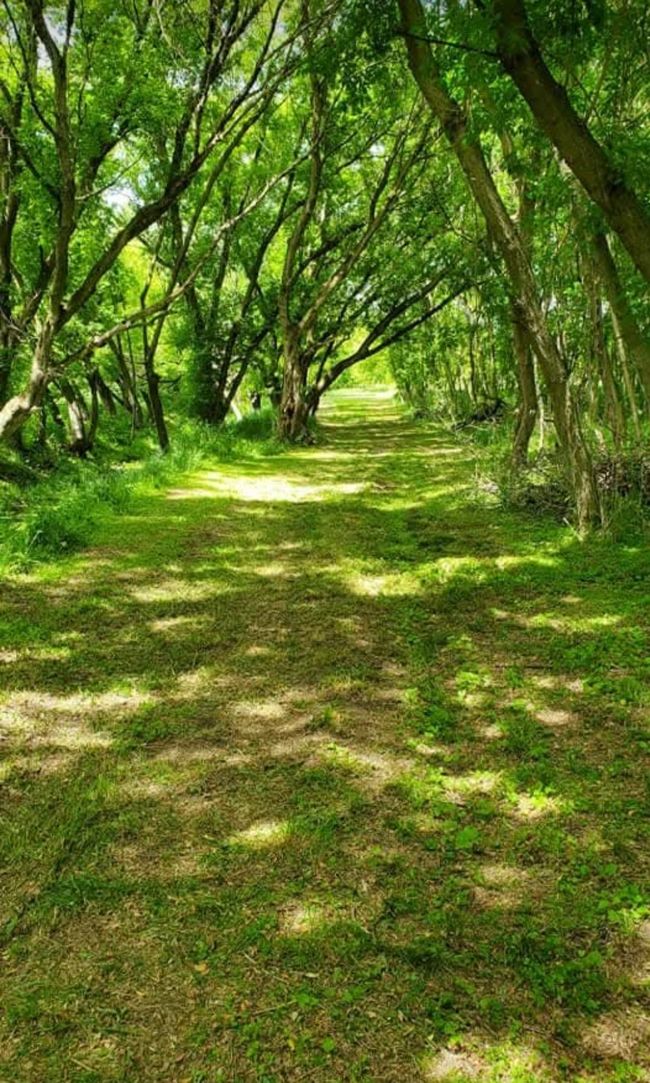 Trails in the Summer | Image 15