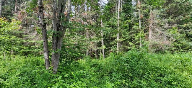 0 Thomas West Road, Home with 0 bedrooms, 0 bathrooms and null parking in Lunenburg VT | Image 8