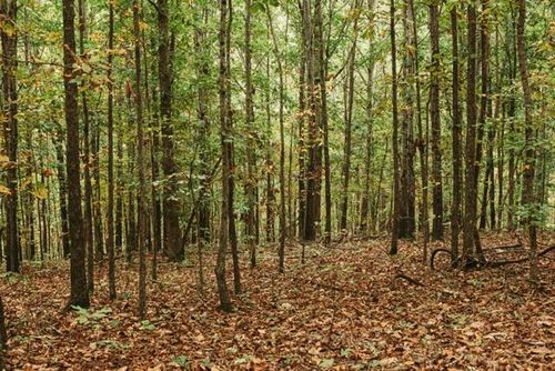 000 County Road 417, Ellington, MO, 63638 | Card Image