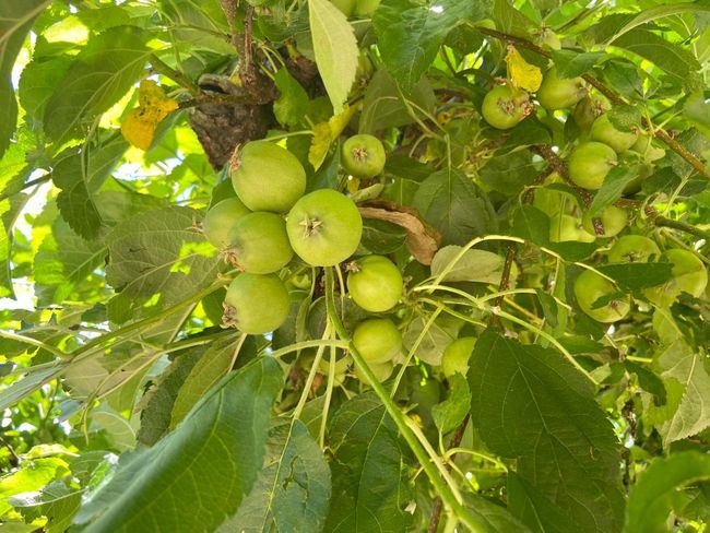 Numerous fruit trees, these are apples. | Image 15
