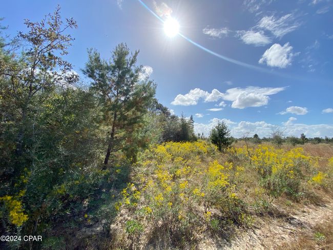 21332 Nw Melvin New Grade Rd, Home with 0 bedrooms, 0 bathrooms and null parking in Altha FL | Image 4