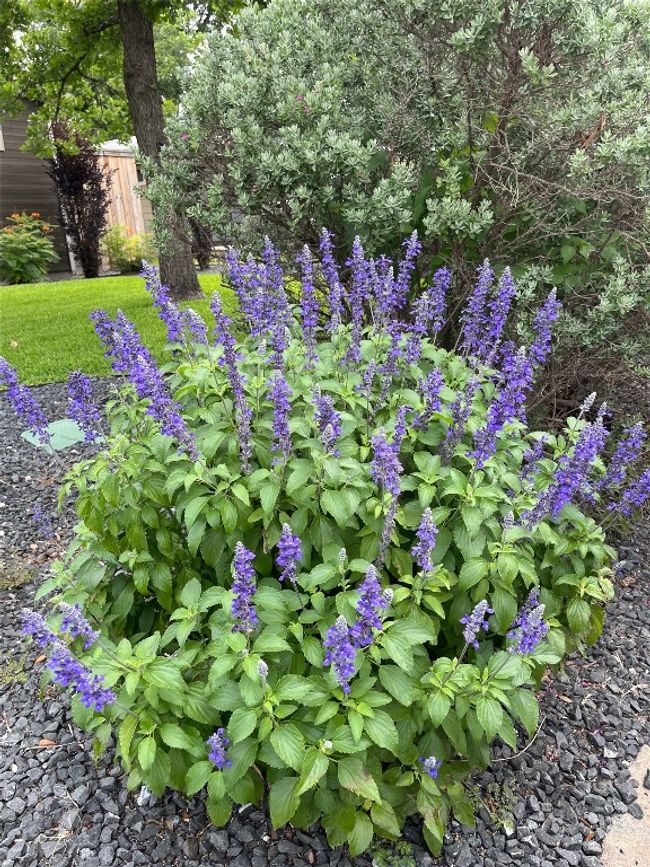 Purple Salvia | Image 33