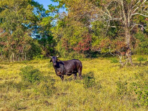 TBD County Road 2090, Liberty, TX, 77575 | Card Image