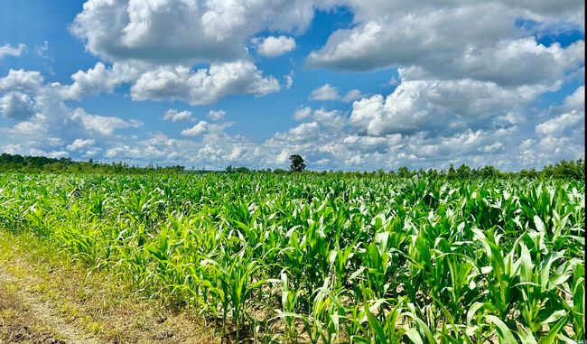 View of undeveloped land featuring abundant farmland and rural landscape | Image 15