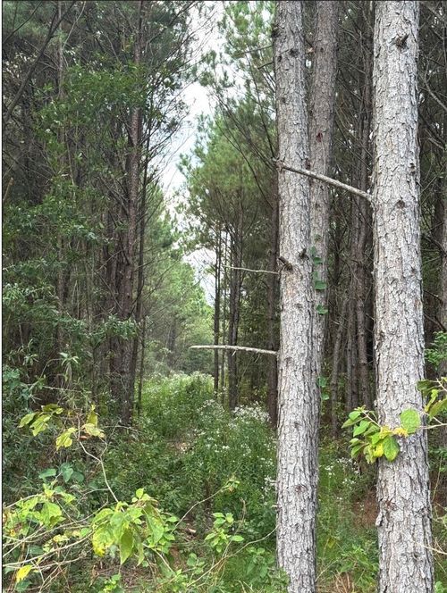 TBD County Road 1582, Avinger, TX, 75630 | Card Image