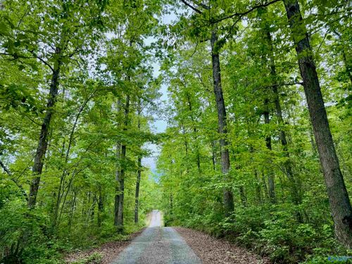 Lot 40 Road 9050, Mentone, AL, 35984-5022 | Card Image