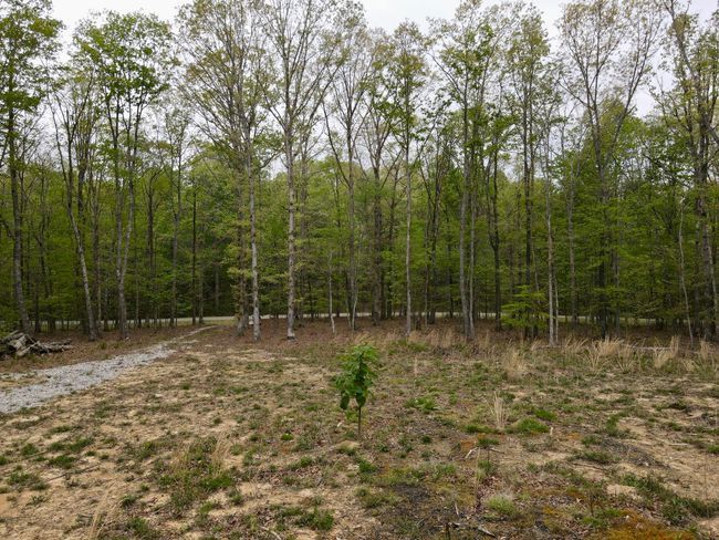 0 Deerwood Dr, Home with 0 bedrooms, 0 bathrooms and null parking in Sewanee TN | Image 21