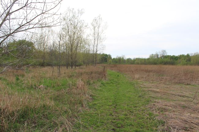 train 3 marshland | Image 28