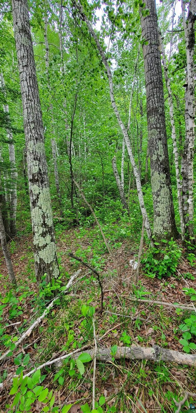 View of wooded area | Image 6