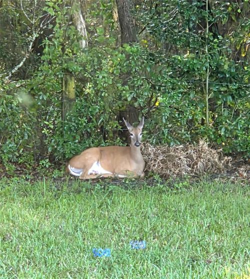14748 Sw 112th Cir, DUNNELLON, FL, 34432-8780 | Card Image