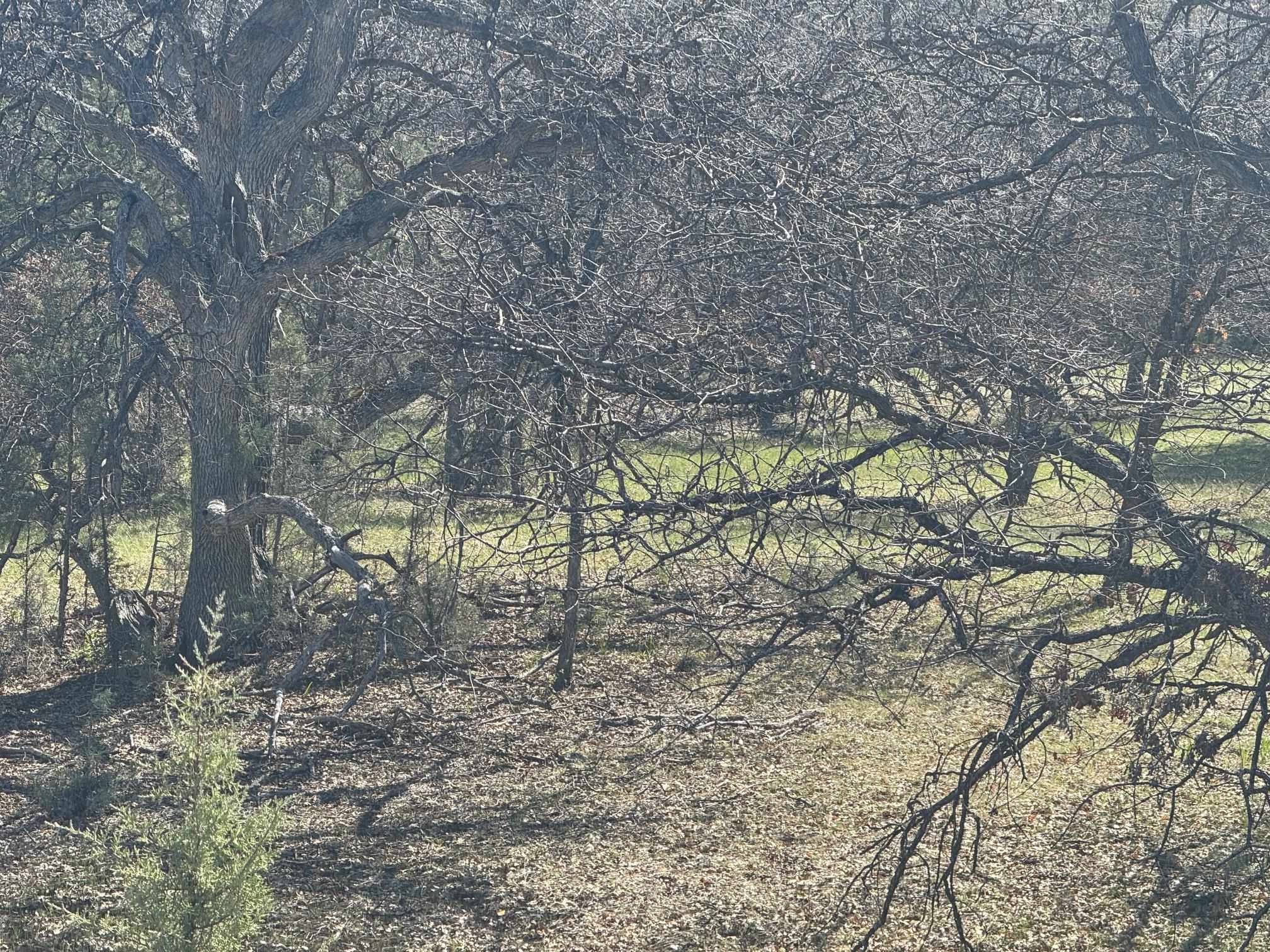 Land in Hornbrook