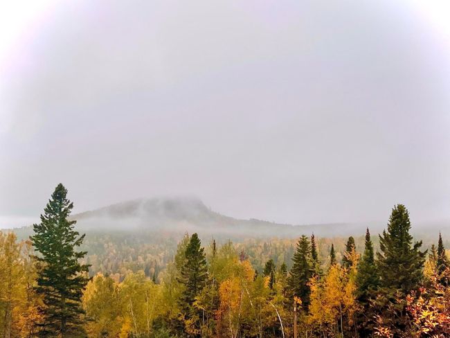Trees.jpg | Image 25
