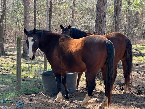 71 ACRES Roosevelt Hwy, Warm Springs, GA, 31830 | Card Image