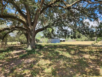 Live Oak trees have leaves year round. | Image 2