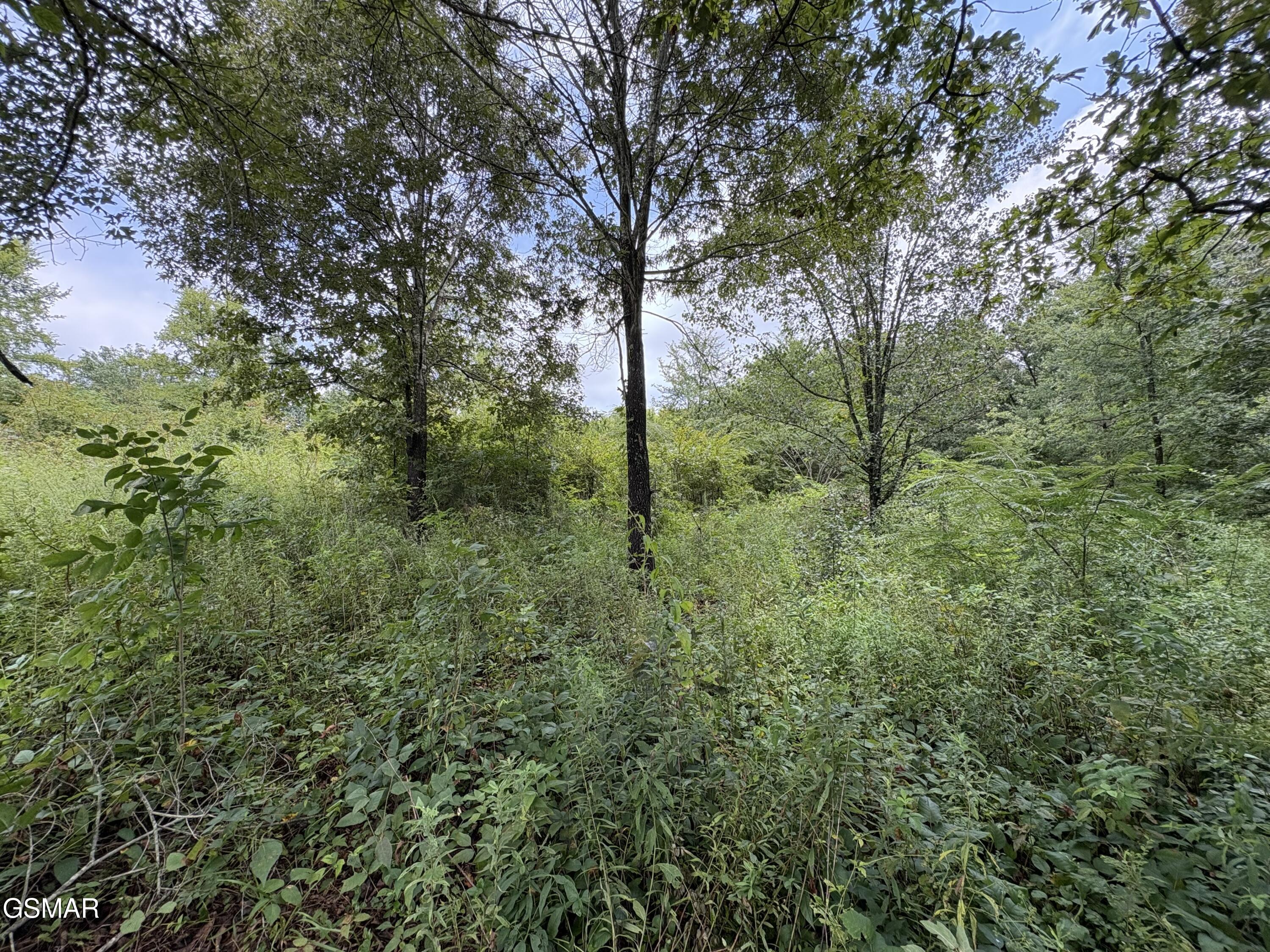 Land in Strawberry Plains 3