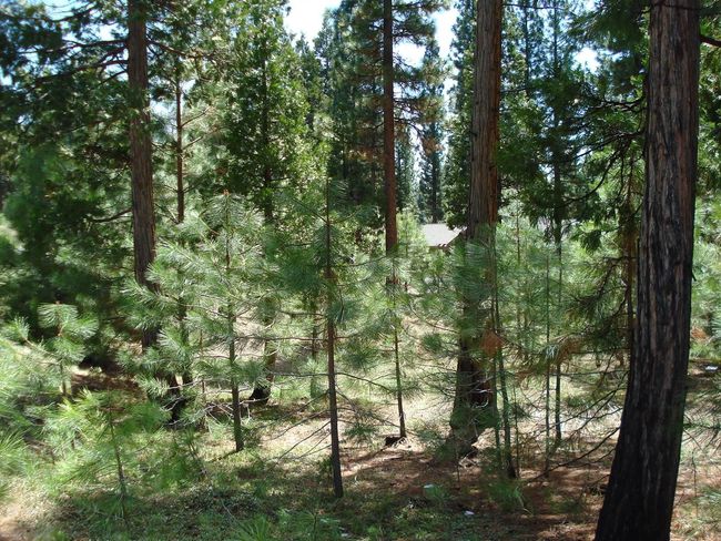 745 Blacktail Rdg, Home with 0 bedrooms, 0 bathrooms and null parking in Portola CA | Image 7