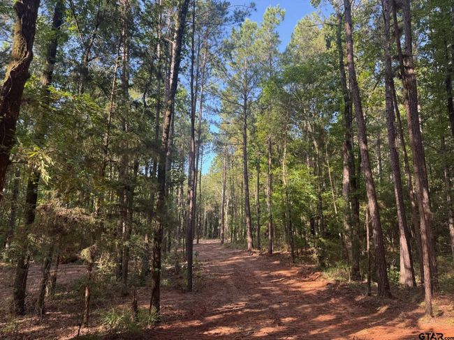 Tract 3A Cr 2322, Home with 0 bedrooms, 0 bathrooms and null parking in Rusk TX | Image 6