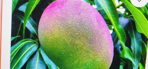 2829 Nw 9th Pl, Fort Lauderdale, FL, 33311-6672 | Card Image