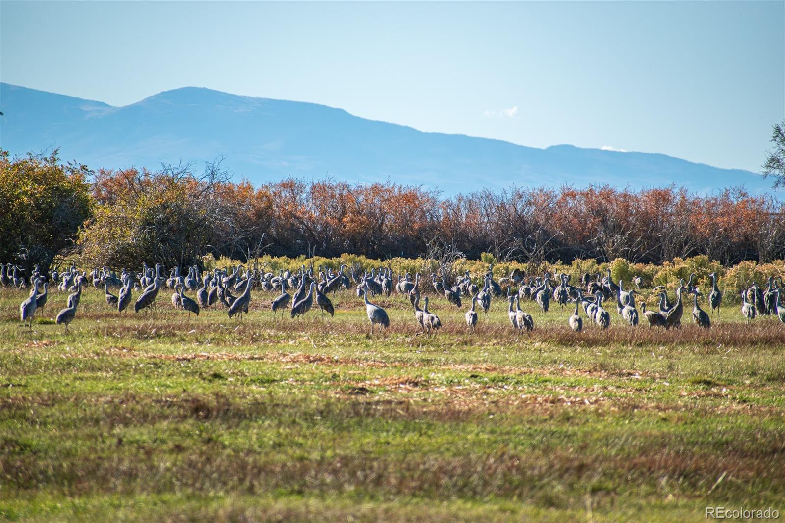 Farm in Blanca 5