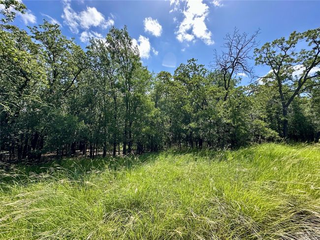 View of woods | Image 15