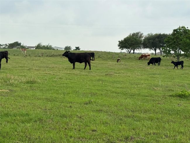5848 Mieth Rd, Home with 0 bedrooms, 0 bathrooms and null parking in Sealy TX | Image 10
