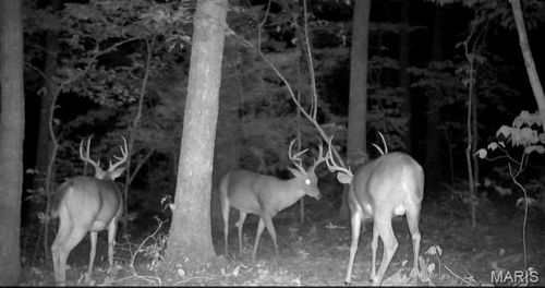 0 Hollandsworth Rd, Rosebud, MO, 63091 | Card Image