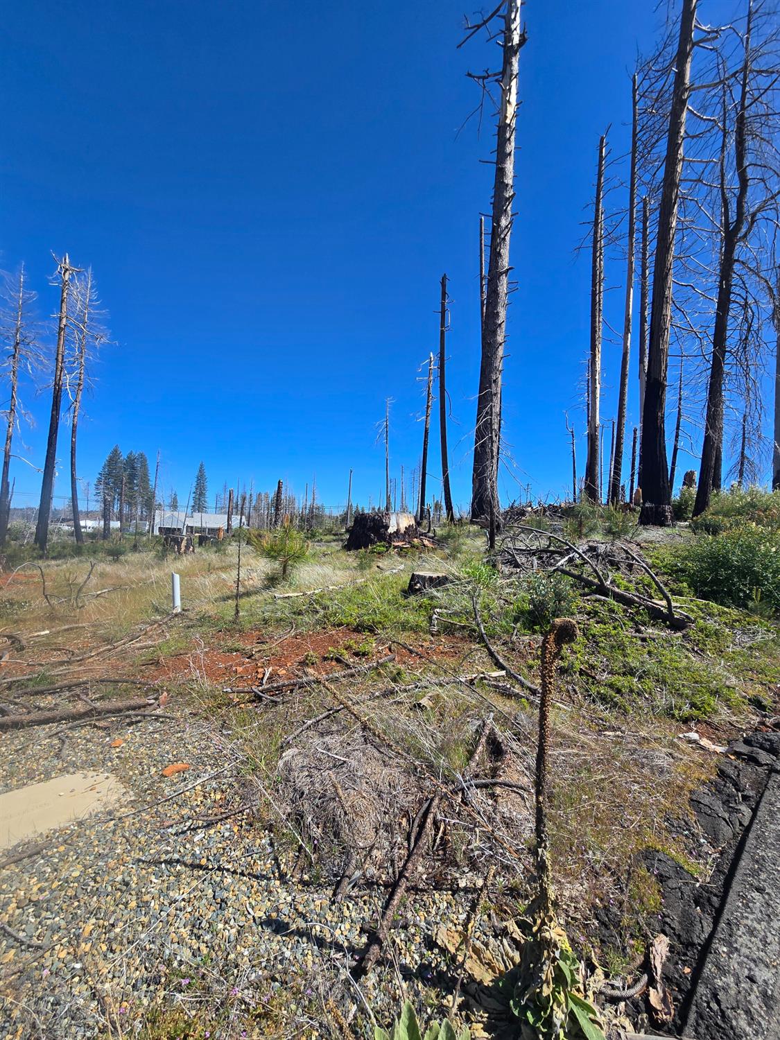 Land in Grizzly Flats 4