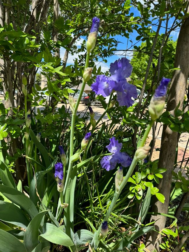 Front yard with beautiful flower | Image 25