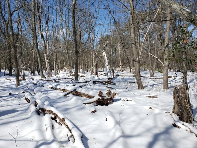 View of yard layered in snow | Image 24