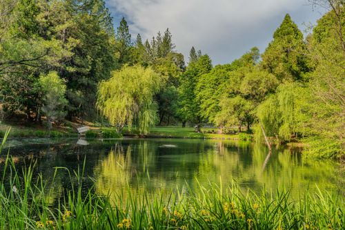 20100 Black Oak Dr, Fiddletown, CA, 95629-9771 | Card Image