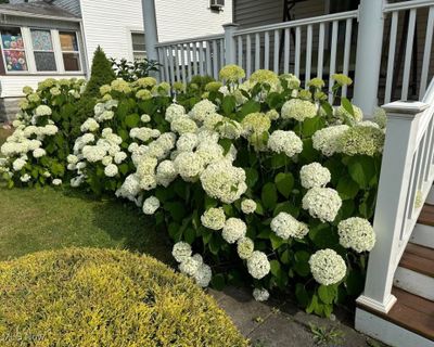 Beautiful Hydrangea's to enjoy from your covered Front Porch during the Warmer months. | Image 2