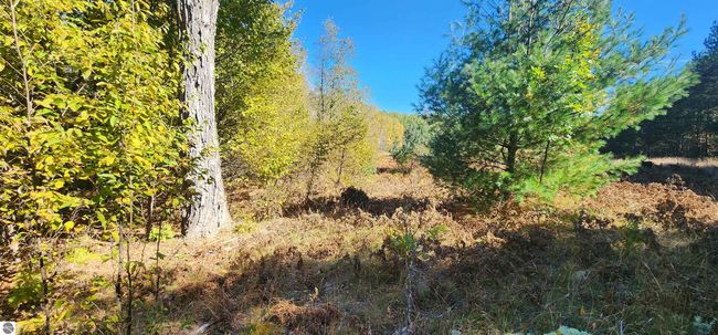 40 Acres Truesdale Road, Home with 0 bedrooms, 0 bathrooms and null parking in Manton MI | Image 10