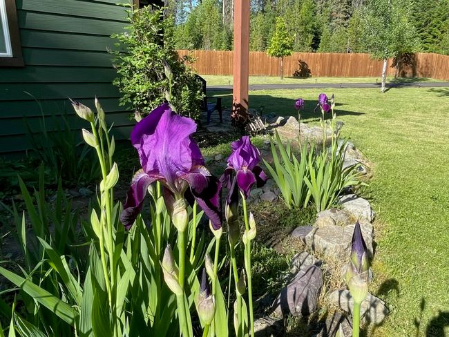 landscaped, perennials galore | Image 54