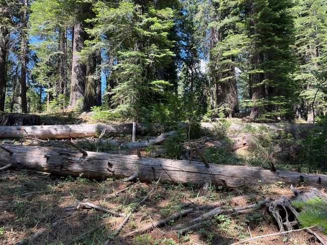 2761 Quincy La Porte Rd, Home with 0 bedrooms, 0 bathrooms and null parking in Strawberry Valley CA | Image 9