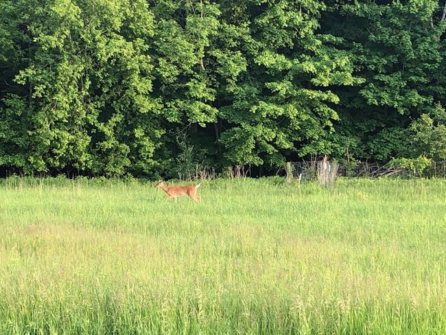 Lots of deer! | Image 12