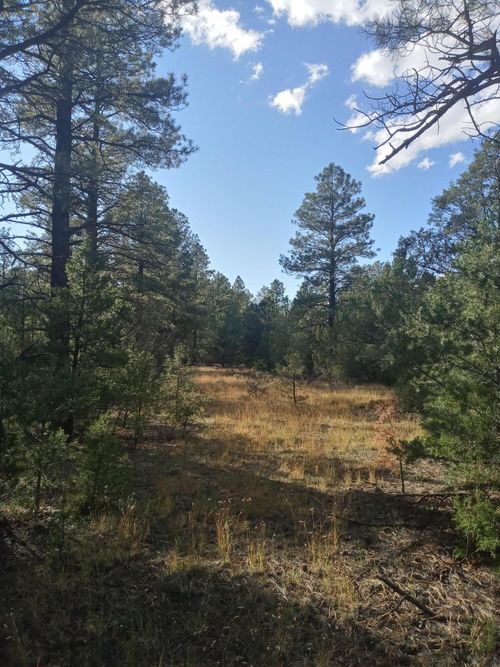 Lot 15 Yucca Dr, Ramah, NM, 87321-9623 | Card Image