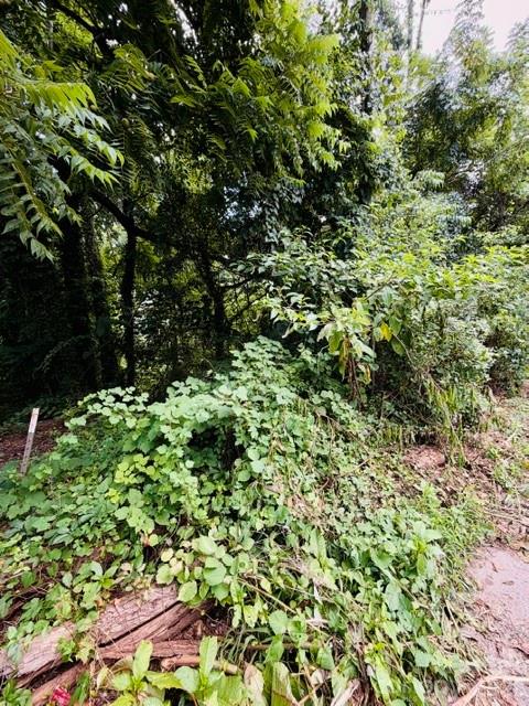 Land in Asheville 5