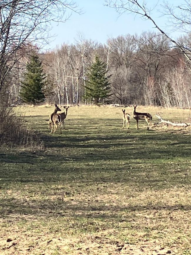 Deer.jpg | Image 24